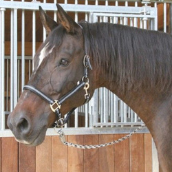 Kantar dla konia Mustang czarny/srebrny Covalliero